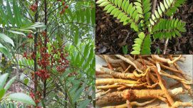 Cây Mật Nhân: Tác Dụng, Cách Dùng, Giá Tiền Và Nơi Bán