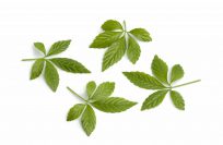 Giảo Cổ Lam Có Tác Dụng Gì? Cách Dùng, Nơi Bán Và Giá Tiền