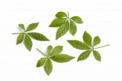 Giảo Cổ Lam Có Tác Dụng Gì? Cách Dùng, Nơi Bán Và Giá Tiền
