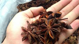Hoa hồi là gì, mua ở đâu? Giá tiền, cách dùng và cộng dụng với sức khỏe