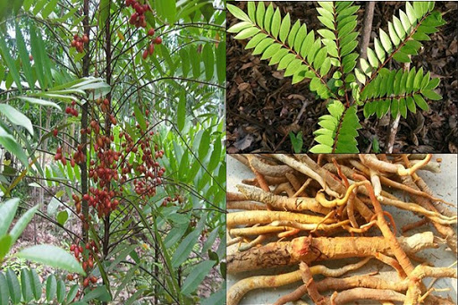 Hình ảnh cây mật nhân