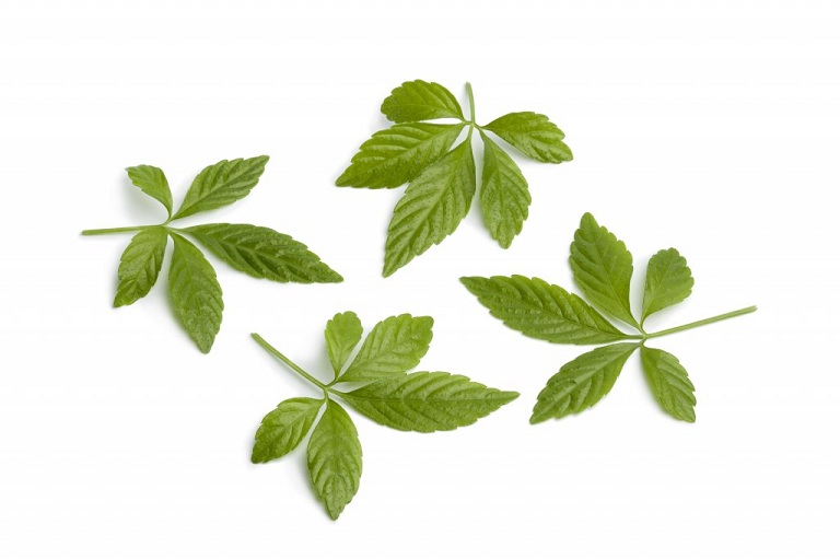 Hình ảnh lá cây giảo cổ lam