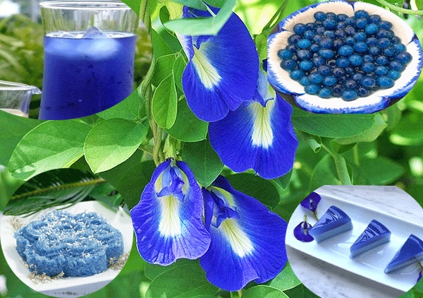 Hình ảnh cây hoa đậu biếc