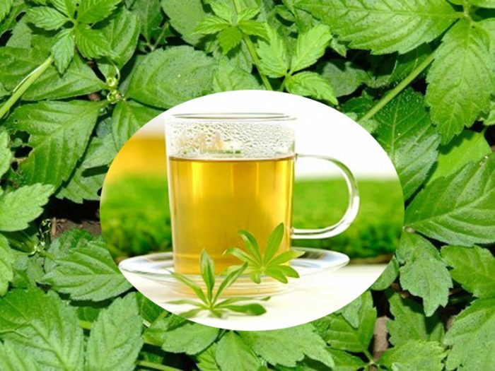 Sử dụng giảo cổ lam rất đơn giản và tiện lợi