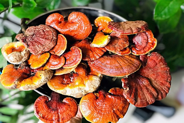Tác dụng của nấm lim xanh