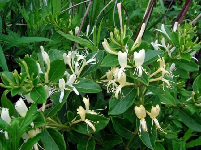 Hình ảnh cây kim ngân hoa