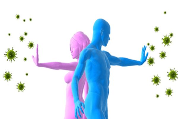 Táo mèo giúp tăng cường hệ miễn dịch